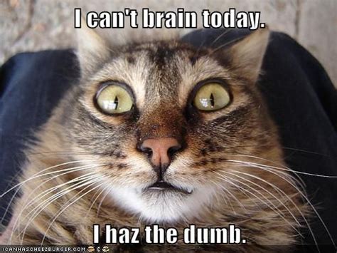 I Cant Brain Today I Haz The Dumb Cat Memes Spongebob Trick Or