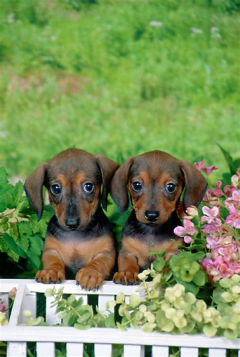 Browse through our breeder's listings and find your perfect puppy at the perfect price. Dachshund Puppie #dachshund Puppies | Dachshund breed ...