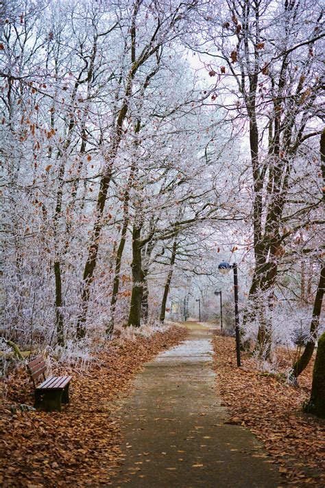 Free Images Tree Branch Snow Winter Sky Ground Morning Flower