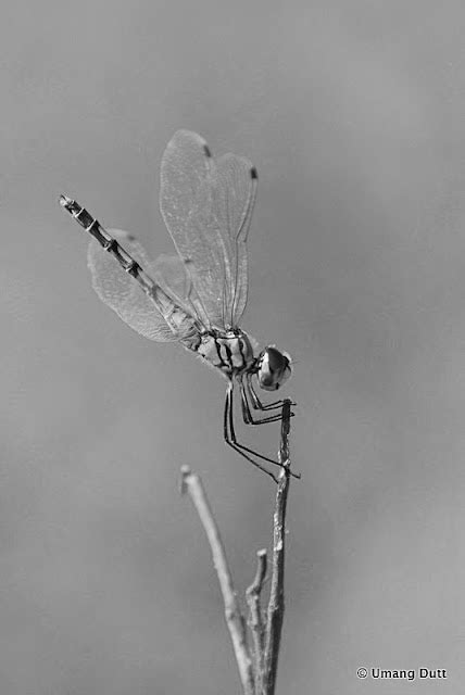 Plain Black And White Black And White Dragonfly