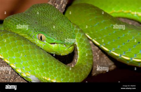 Green Viper And Fangs Hi Res Stock Photography And Images Alamy