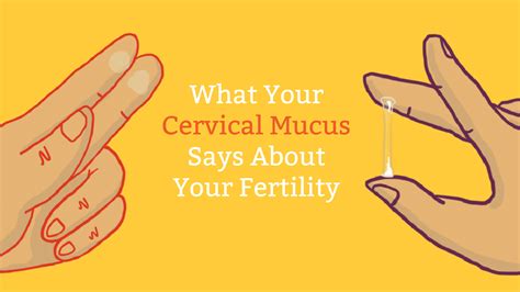 Cervical Mucus Chart Know When You Re Fertile Mama Natural