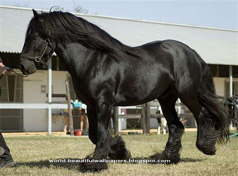 Browse 100 silhouette of the friesian horses stock photos and images available, or start a new search to explore more stock photos and images. Beautiful Wallpapers: friesian horse pictures