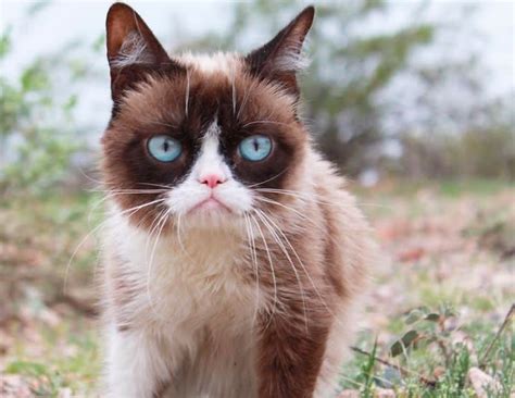 Grumpy Cat Reveals All The Things That Actually Make Her Smile