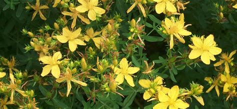 Cresce nei boschi, lungo i sentieri, nei terreni incolti. Le piante officinali amiche della pelle: Iperico ...