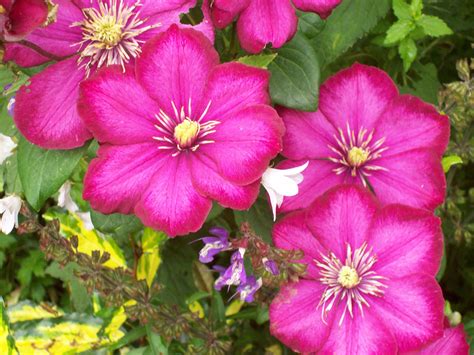The process of trimming back plants is the same for nearly all perennials. Easy Clematis Pruning - Gardeners Tips