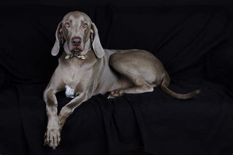 Dog Portraits Essex Wedding Photographer Studio