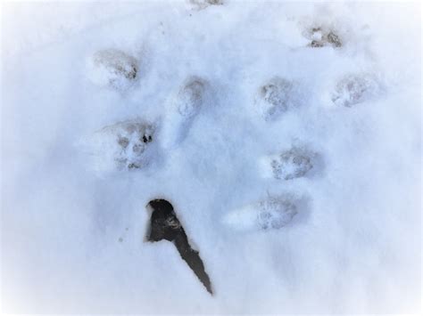 Coyote Vs Dog Tracks In Snow