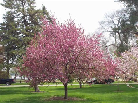We did not find results for: Good tree to plant in spring: Robinson Flowering Crabapple ...