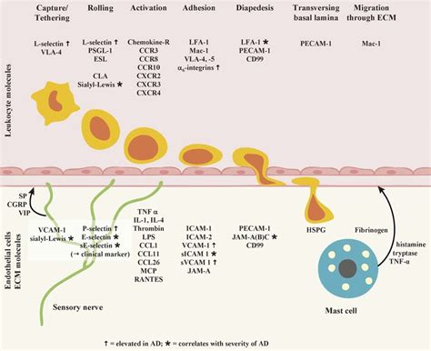 Sequential Steps Of Leukocyte Extravasation And The Various Tethering