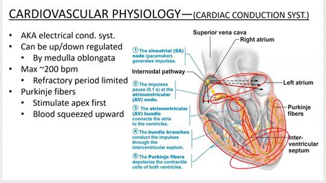 Cardiovascular Physiology Powerpoint Screencast Youtube
