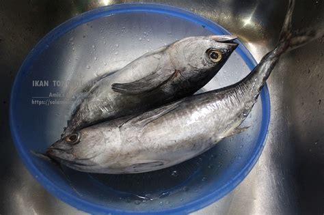 Panaskan 5 sdm minyak dalam wajan cekung atau wok, tumis bawang merah dan bawang putih terlebih dahulu. AMIE'S LITTLE KITCHEN: Ikan Tongkol Masak Pindang Tumis