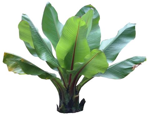 Pups are growing, but the main stalk looks awful; Tropical Plant Pictures: July 2010