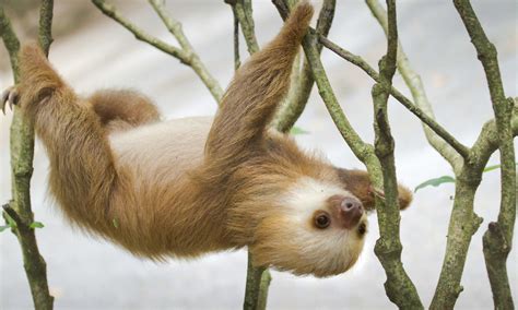 Two to three minutesnavy seals can hold their breath underwater for two to three minutes or more. 6 fast fun facts you didn't know about sloths | Wanderlust