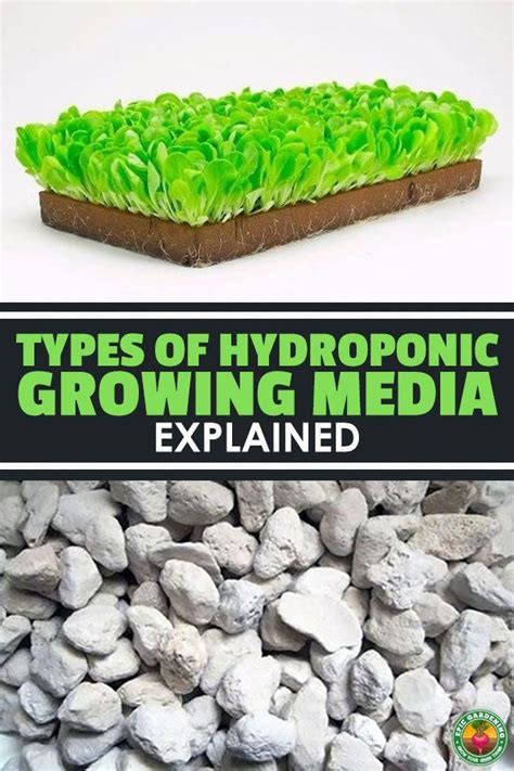 Learn The Pros And Cons Of Each Type Of Hydroponic And Plant Growing