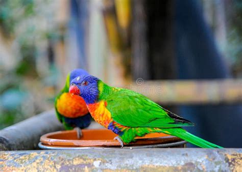 Colorful Birds In Tenerife Stock Image Image Of Feathers 242633295