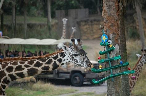 17 Best images about Zoo enrichment ideas on Pinterest | Toys, Bird