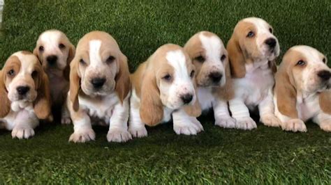Basset Hound Gorgeous Akc Red And White Basset Hound Puppies Available