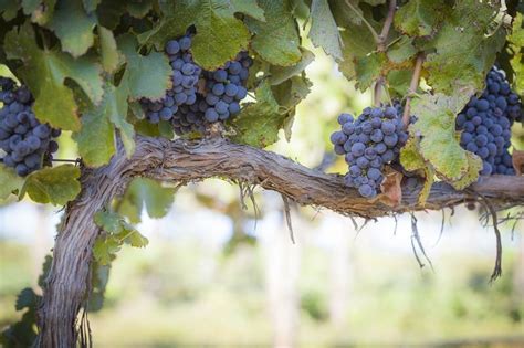 Pruning And Maintaining Your Grape Vines Daves Garden
