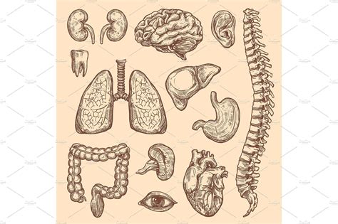 Human Organs Vector Sketch Body Anatomy Icons Body Anatomy Vector