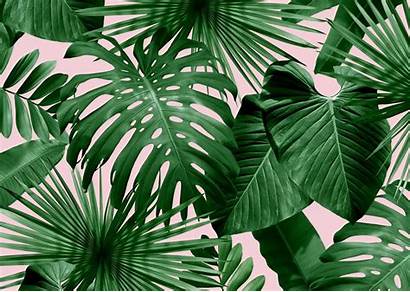 Tropical Wallpapers Palm Leaves Desktop Leaf Wild