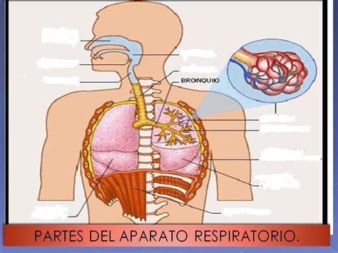 Anatomía Y Fisiología Humana Aparato Respiratorio