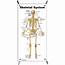 Skeletal System Small Poster