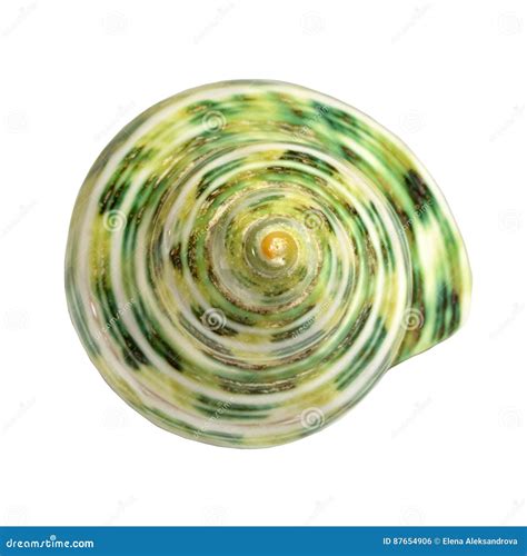 Spiral Green Tropical Sea Shells Frontal View Stock Photo Image Of