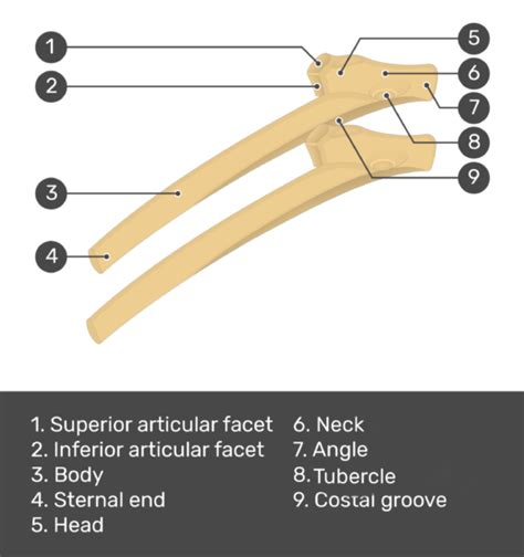 There are different types of lung diseases that can cause pain under your right rib cage. Structure of the Ribcage and Ribs