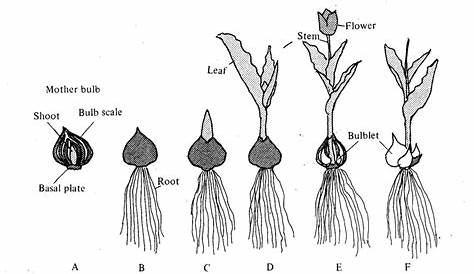 Growth cycle of tulip plants. (A) Planting mother bulb. (B) Root