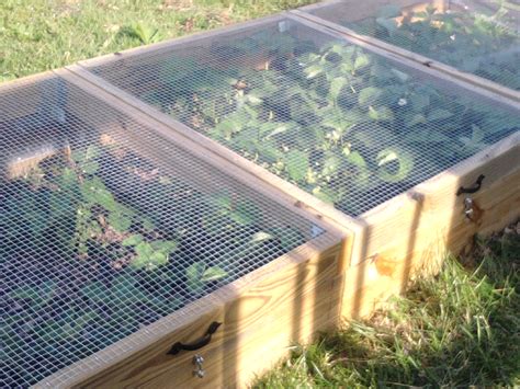 How about feral cat litter pan, skunk feeding troth, or dog exercise pen? this year i decided to create a hinged cover for one of my raised beds so that i can easily access vegetables without having to remove the bird netting or. Creative System For Growing And Protecting Strawberries ...