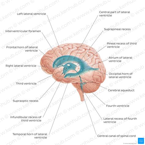 Third Ventricle Brain Anatomy Structure And Function Kenhub