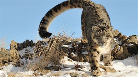 How can i create a zendesk ticket with a subject using a url? Wildlife Friendly Enterprise Network » Blog Archive » Snow ...