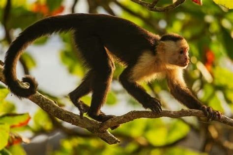 White Breasted Capuchin Photos Interesting Facts Lifestyle