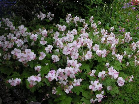 Perennial Geraniums Make Great Ground Cover Plants Home And Garden