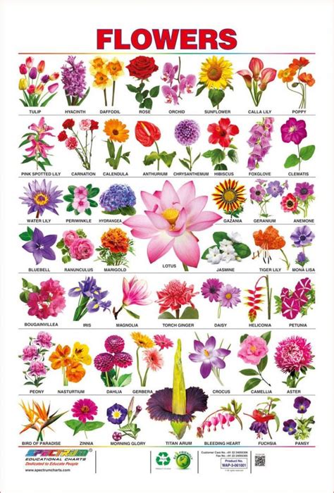 Photos and names of flowers photos and names of flowers photos and names of flowers flower chart, flower and charts on pinterest to download. List of Flower Names and Idioms with Flowers ...