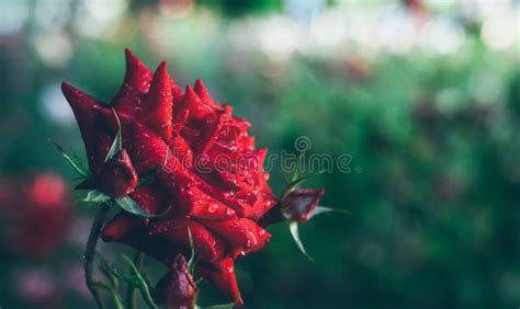 Red Rose In The Dew Close Up Photo With Shallow Depth Of Field Flower