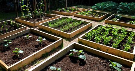 The How To Guide For Creating A Flourishing Vegetable Garden
