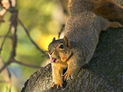 Maybe you would like to learn more about one of these? 20 Cute And Hilarious Animals With Their Tongues Sticking ...