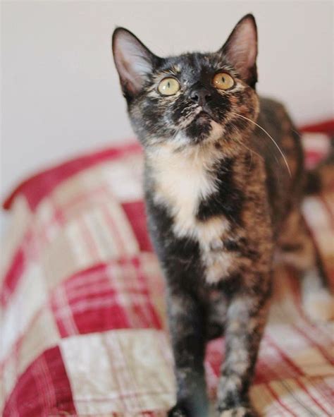 If your persian cat is an outdoor cat then their life expectancy will be significantly reduced. Research overwhelmingly suggests that indoor cats live ...
