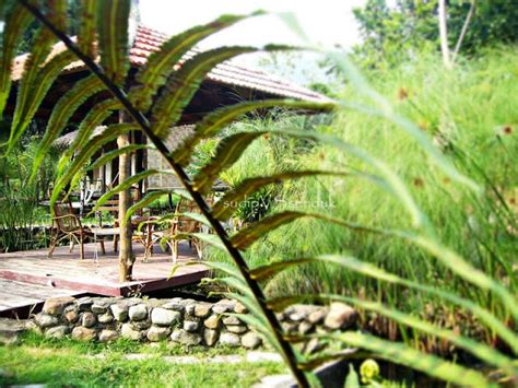 Pokok janda merana atau nama saintifiknya salix babylonica juga dikenali dengan nama dedalu cina. sudipVSsenduk: Saujana Chemperoh Janda Baik - Part 2