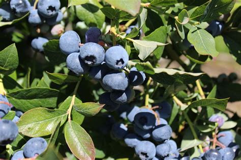 10 Best Blueberries To Grow In North Carolina 2023 Guide The