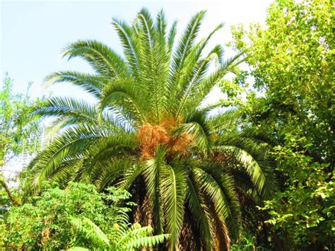 The jackfruit is the world's largest fruit. 15 Large Florida Palm Trees | Florida palm trees, Palm ...