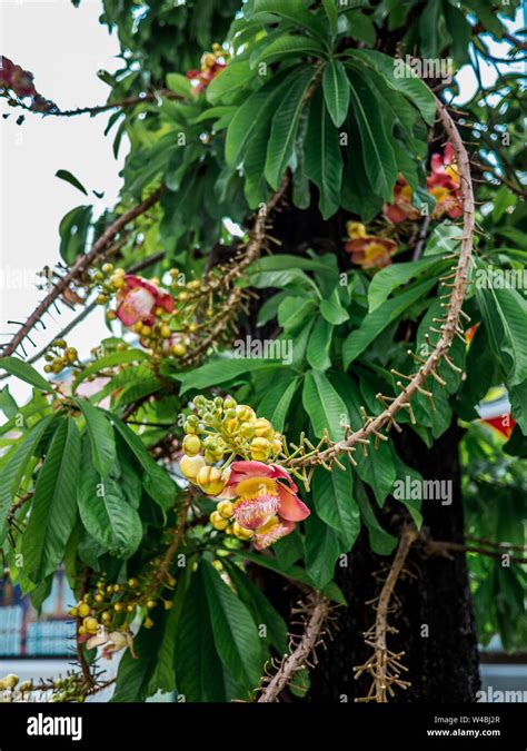 Sala Flora Or Shorea Robusta Flower On Cannonball Tree And The Sal Tree