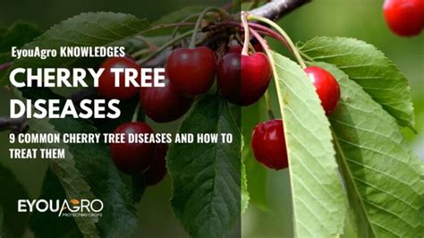9 Common Cherry Tree Diseases And How To Treat ｜ Eyouagro