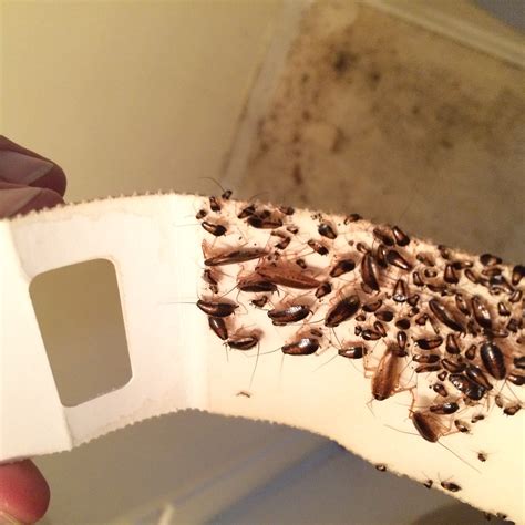Quick at calling back and amanda stone recommends around the clock pest control. Where Do Cockroaches Hide? - Poulin's Pest Control