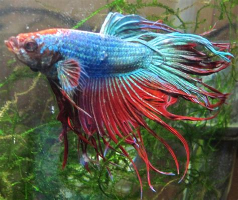 You can even buy betta. Pin on Betta Fish Fin Rot
