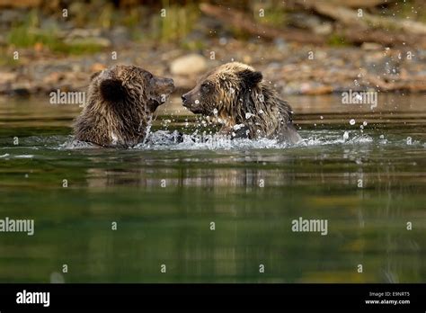 Grizzly Bear Ursus Arctos First Year Cubs Play Fighting At A Salmon