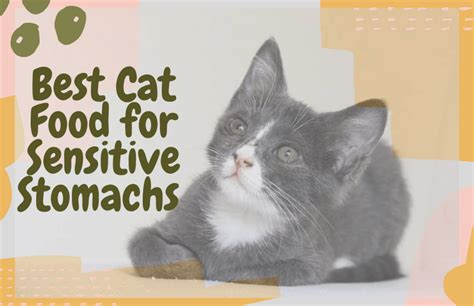 Whether your kitty gets an upset stomach or has dry, irritated skin, our cat food for sensitive stomach and skin can help. Best Cat Food for Sensitive Stomachs Your Cat Needs ...