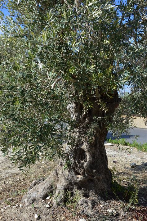 The olive is in flower about may; Free Images : nature, fruit, flower, trunk, old, food ...